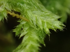 Plagiothecium piliferum