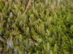 Pseudotaxiphyllum elegans