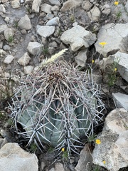 Echinocactus horizonthalonius