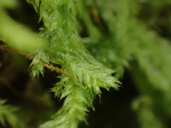 Plagiothecium piliferum