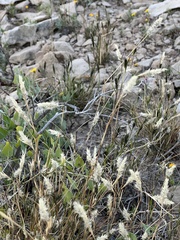 Enneapogon desvauxii