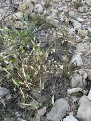 Enneapogon desvauxii