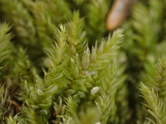 Pseudotaxiphyllum elegans