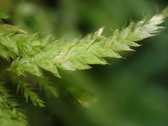 Plagiothecium piliferum