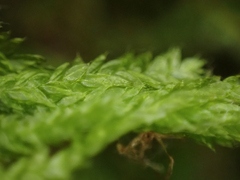 Plagiothecium piliferum