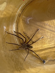 Cupiennius coccineus