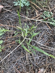 Setaria leucopila
