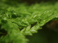 Plagiothecium piliferum