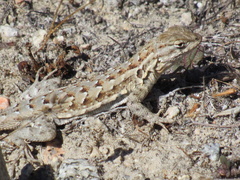 Uta stansburiana