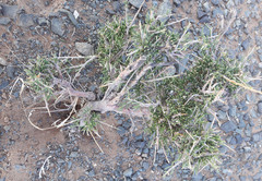 Salsola arbuscula
