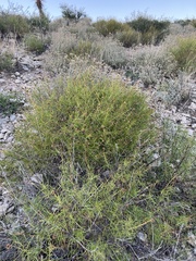 Sidneya tenuifolia