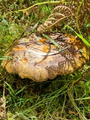 Phlebopus marginatus