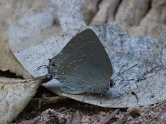 Strephonota tephraeus