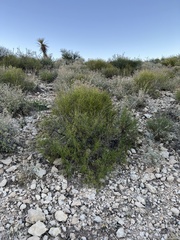 Sidneya tenuifolia