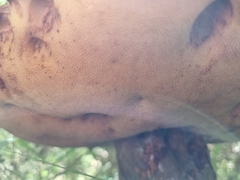 Phlebopus marginatus