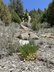 Astragalus megacarpus