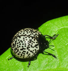 Aegithus punctatissimus