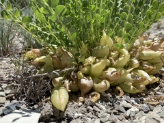 Astragalus megacarpus