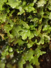 Riccardia chamedryfolia