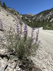 Lupinus argenteus