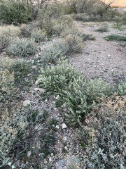 Buddleja scordioides