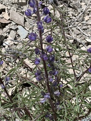 Lupinus argenteus