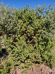 Arctostaphylos andersonii