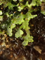 Riccardia chamedryfolia