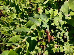 Arctostaphylos andersonii