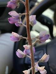 Lupinus argenteus