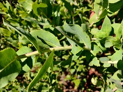 Arctostaphylos andersonii