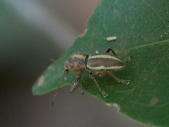 Alceis curtus