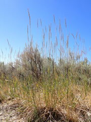 Psathyrostachys juncea