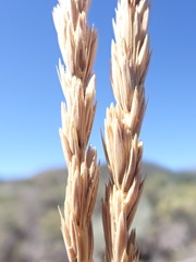 Psathyrostachys juncea