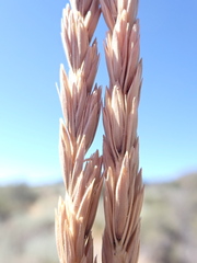 Psathyrostachys juncea