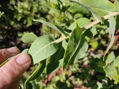 Arctostaphylos andersonii