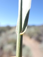 Psathyrostachys juncea