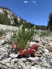 Astragalus megacarpus