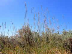 Psathyrostachys juncea