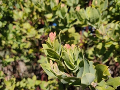 Arctostaphylos andersonii