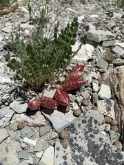 Astragalus megacarpus