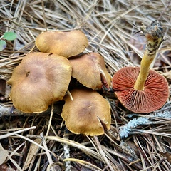 Cortinarius tinctorum
