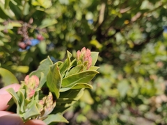 Arctostaphylos andersonii