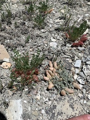 Astragalus chamaeleuce