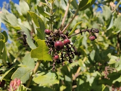 Arctostaphylos andersonii