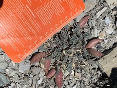 Astragalus chamaeleuce