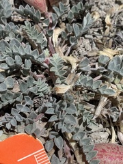 Astragalus chamaeleuce