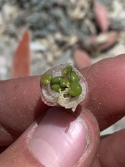Astragalus chamaeleuce