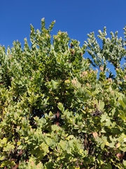 Arctostaphylos andersonii