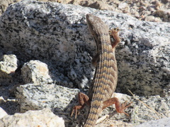Elgaria multicarinata webbii